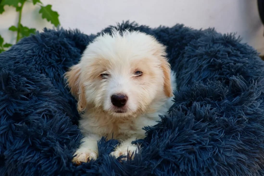 Klein Marty, male puppy Mixed Breed for adoption at Ein Herz für Streuner e.V., München