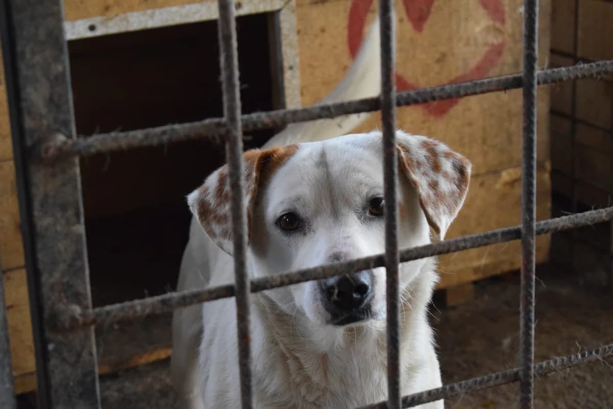 Kleiner Onkel, weiß male 5yo Mixed Breed for adoption at Ein Herz für Streuner e.V., München