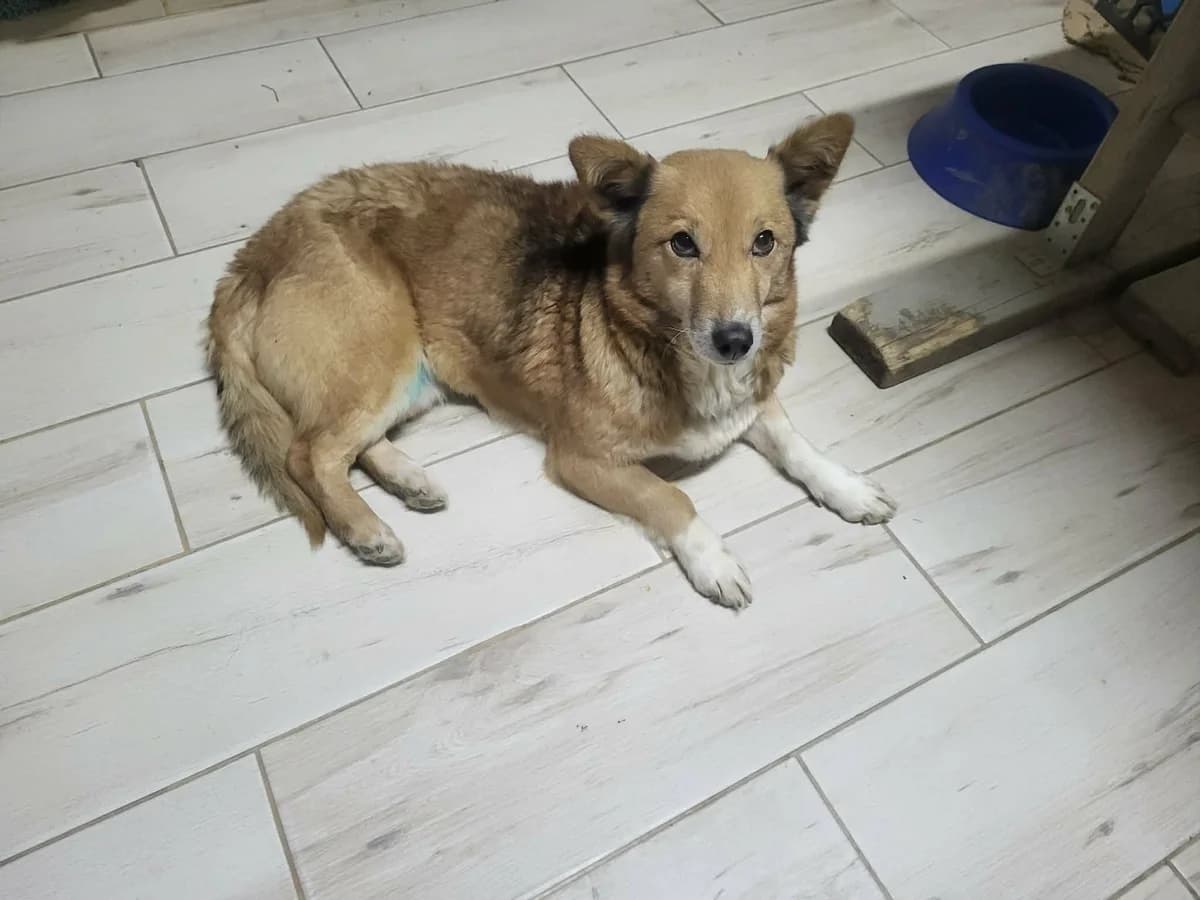 Kleo, female 6yo Mixed Breed for adoption at Ein Herz für Streuner e.V., München