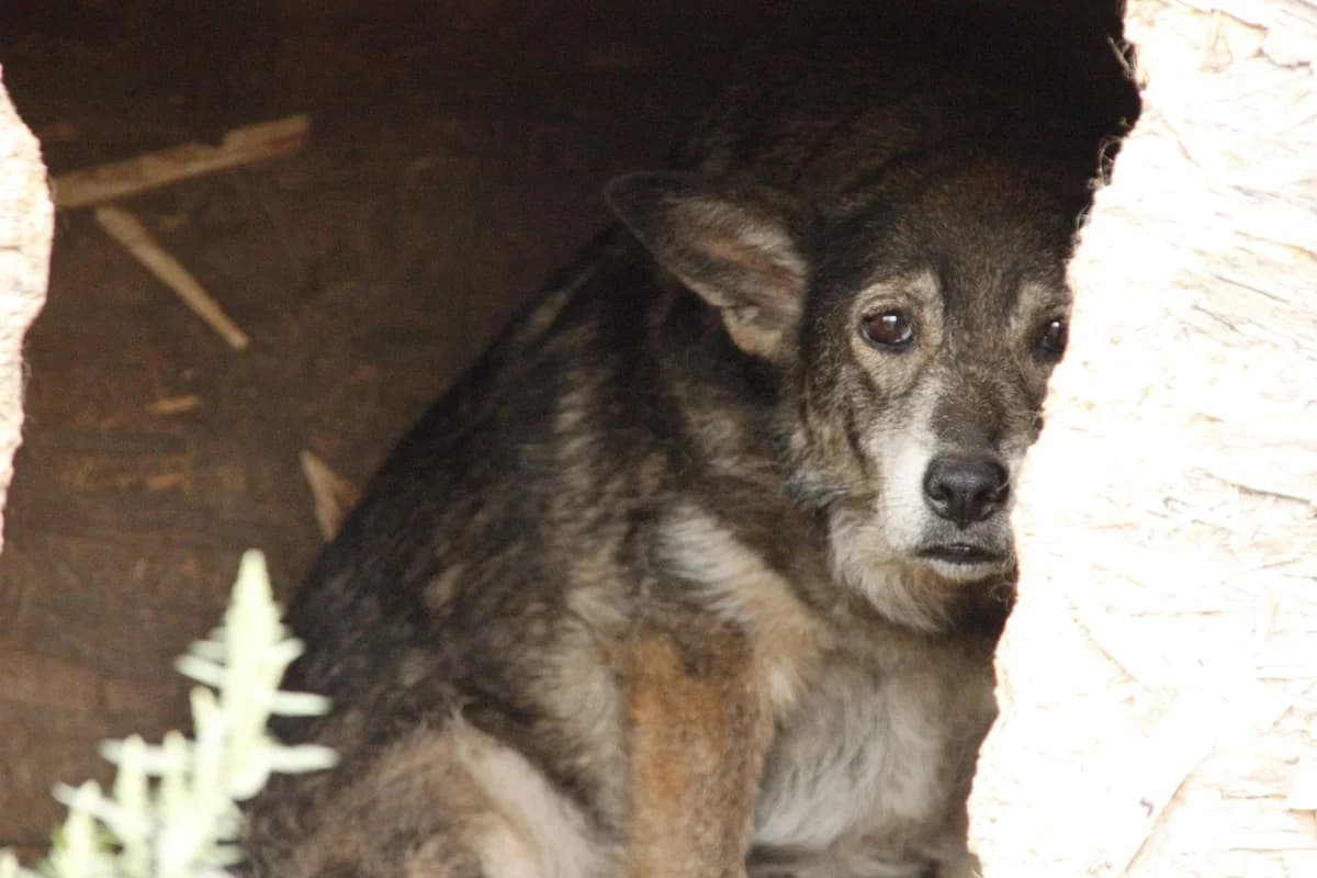 Kleopatra, female senior Mixed Breed for adoption at Ein Herz für Streuner e.V., München