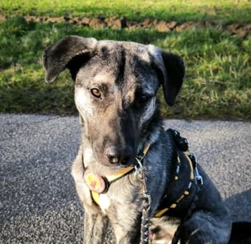 Kluntje, male puppy Mixed Breed for adoption at Ein Herz für Streuner e.V., München