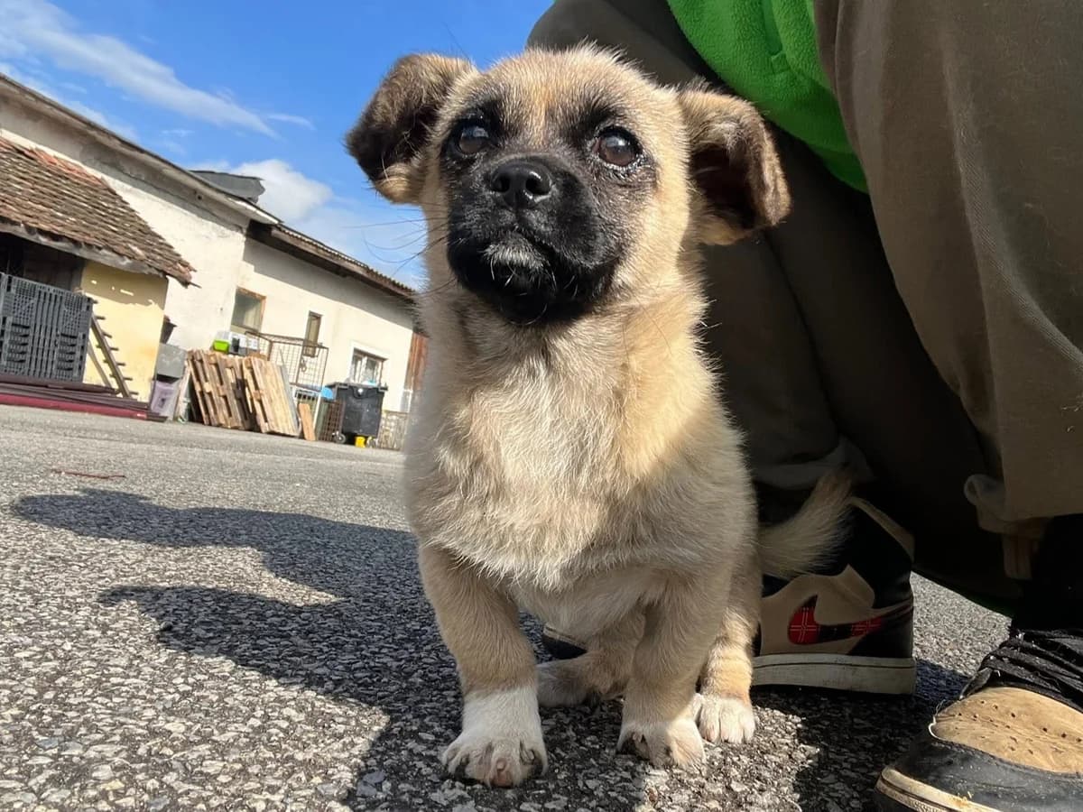 KnÖPfchen, female puppy Mixed Breed for adoption at Ein Herz für Streuner e.V., München