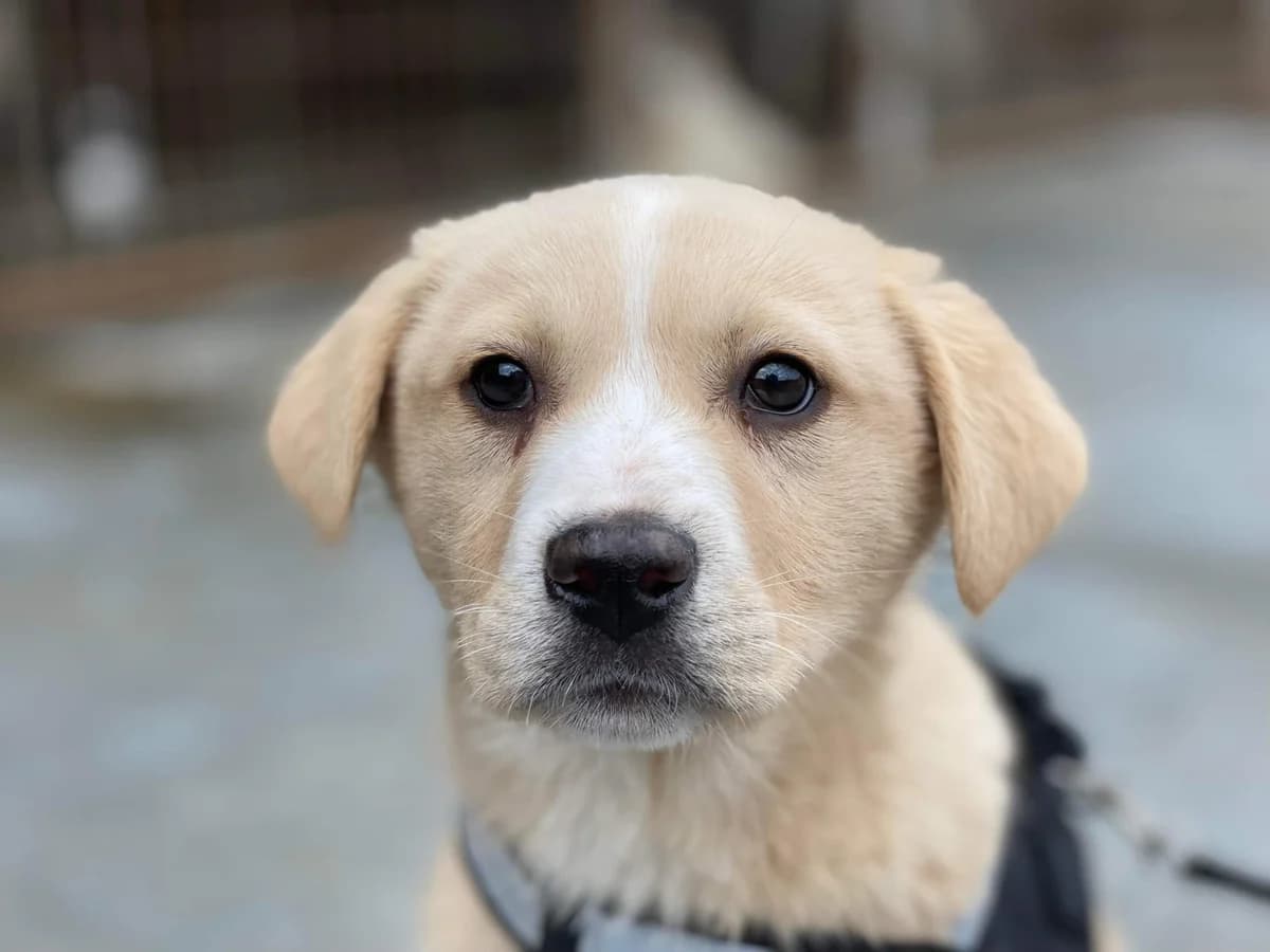 KnÖPfchen, weiß male puppy Mixed Breed for adoption at Ein Herz für Streuner e.V., München
