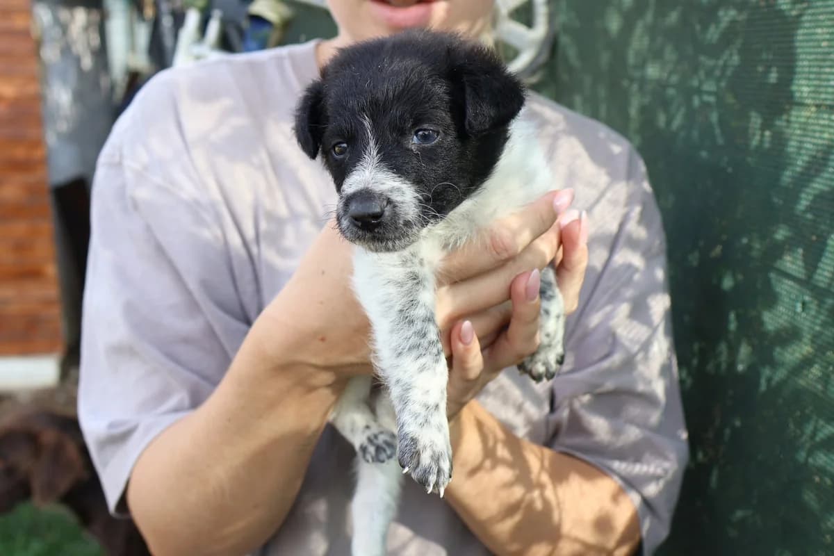 KnÖPfchen, schwarz male puppy Mixed Breed for adoption at Ein Herz für Streuner e.V., München