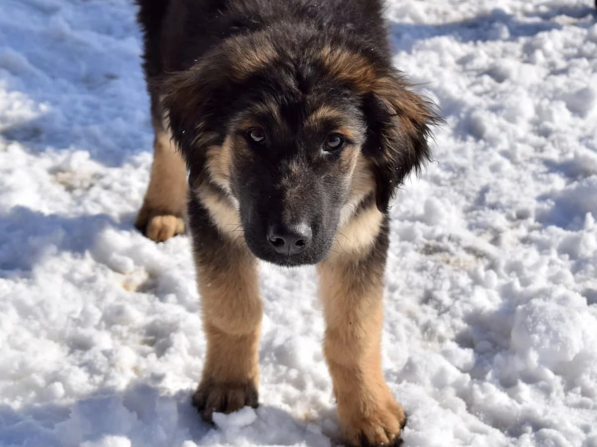 Knolle, male puppy Mixed Breed for adoption at Ein Herz für Streuner e.V., München