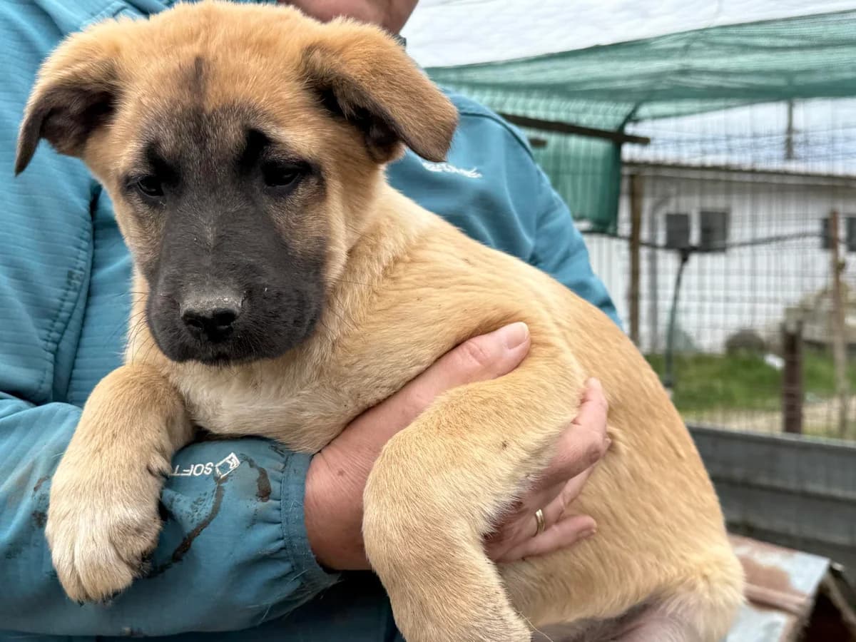 Knopf, weiß male puppy Mixed Breed for adoption at Ein Herz für Streuner e.V., München