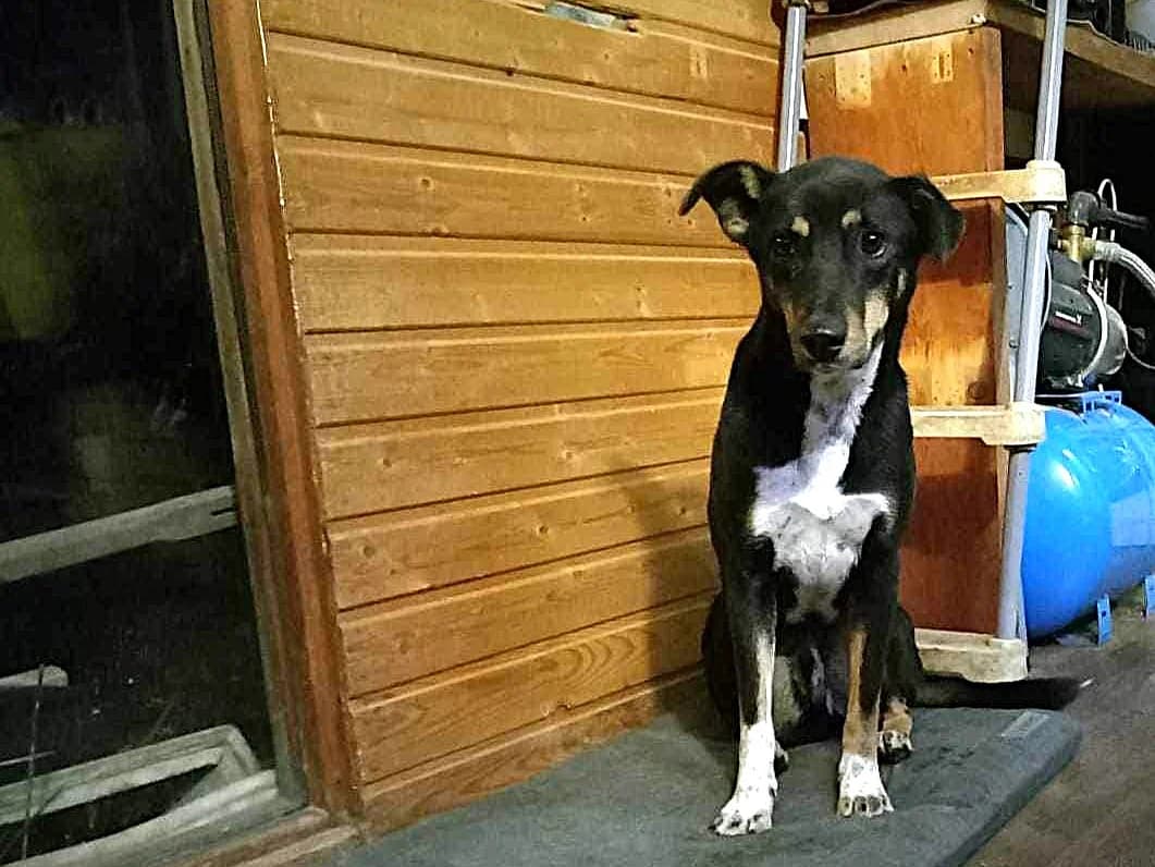 Knoppers, male young Mixed Breed for adoption at Ein Herz für Streuner e.V., München