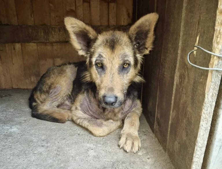 Knud, male 4yo Mixed Breed for adoption at Ein Herz für Streuner e.V., München