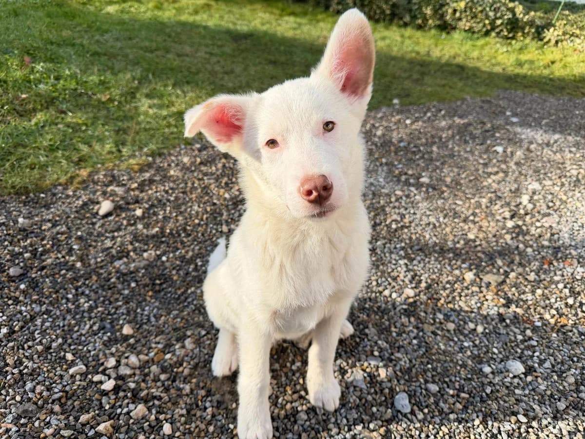 Knuddel, male puppy Mixed Breed for adoption at Ein Herz für Streuner e.V., München
