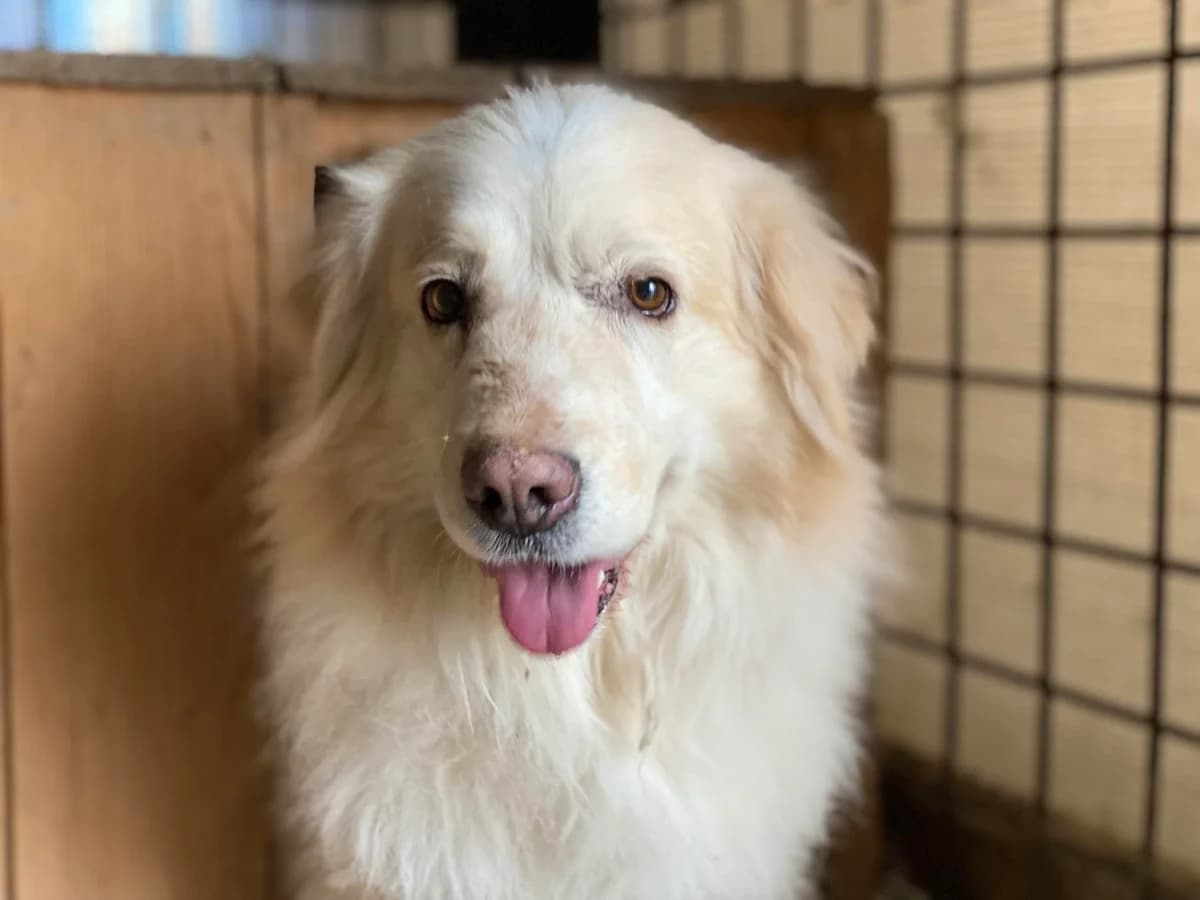 Knuddel, weiß male 6yo Mixed Breed for adoption at Ein Herz für Streuner e.V., München