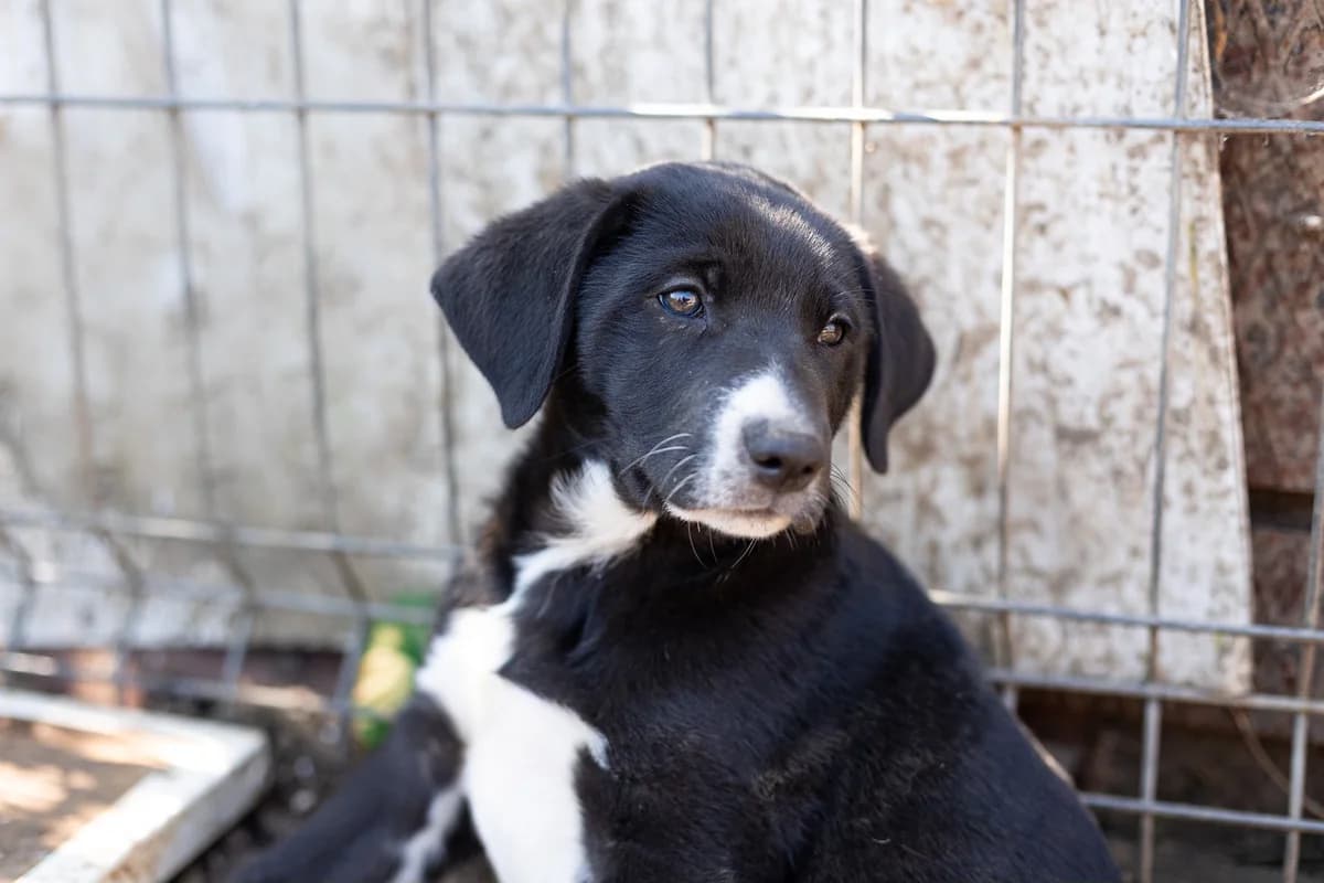 Knuffelwuff, male puppy Mixed Breed for adoption at Ein Herz für Streuner e.V., München