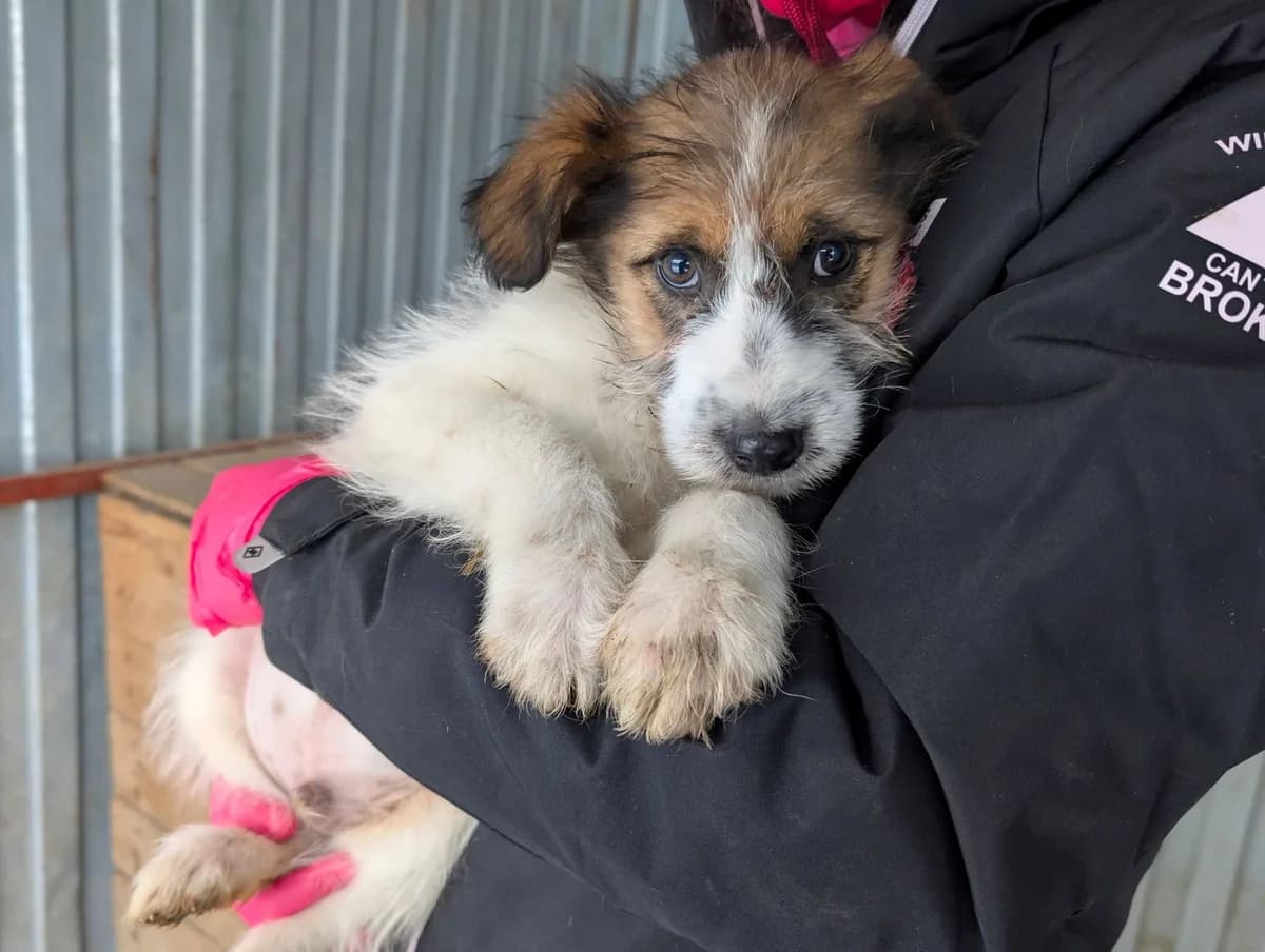 Knuffi, braun male puppy Mixed Breed for adoption at Ein Herz für Streuner e.V., München