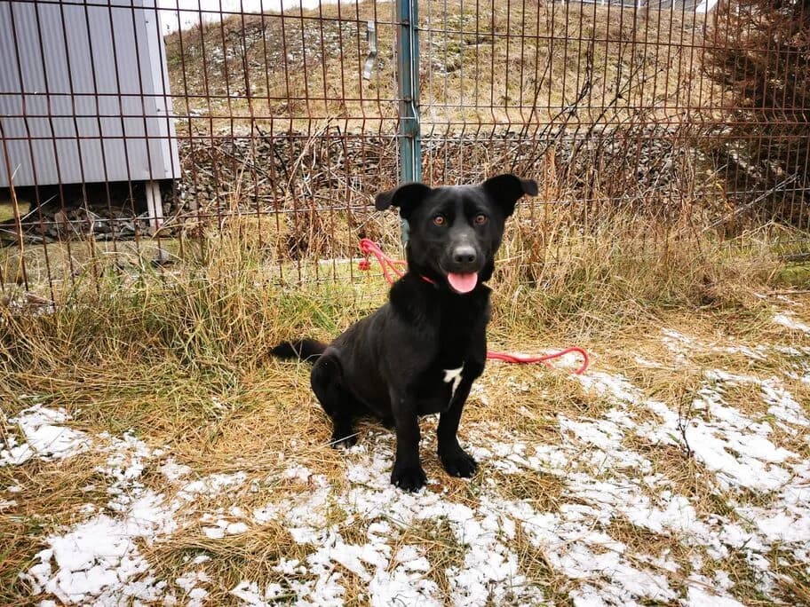 Knuffi, weiß male young Mixed Breed for adoption at Ein Herz für Streuner e.V., München