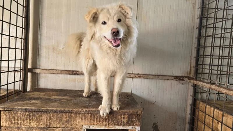 Knut, weiß male 3yo Mixed Breed for adoption at Ein Herz für Streuner e.V., München