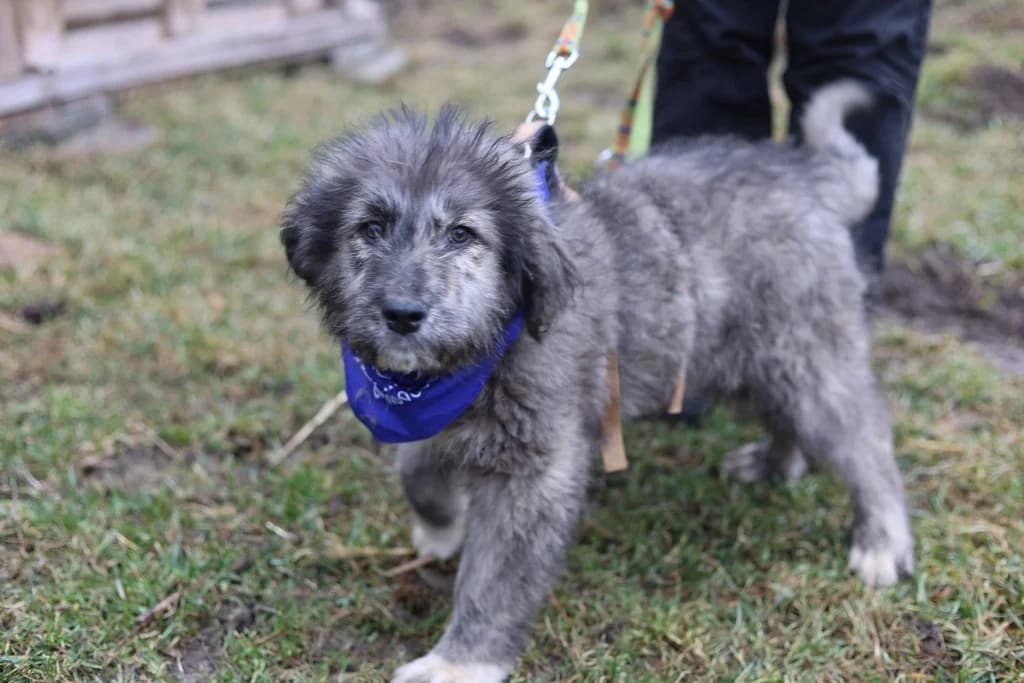 Knut, male puppy Mixed Breed for adoption at Ein Herz für Streuner e.V., München