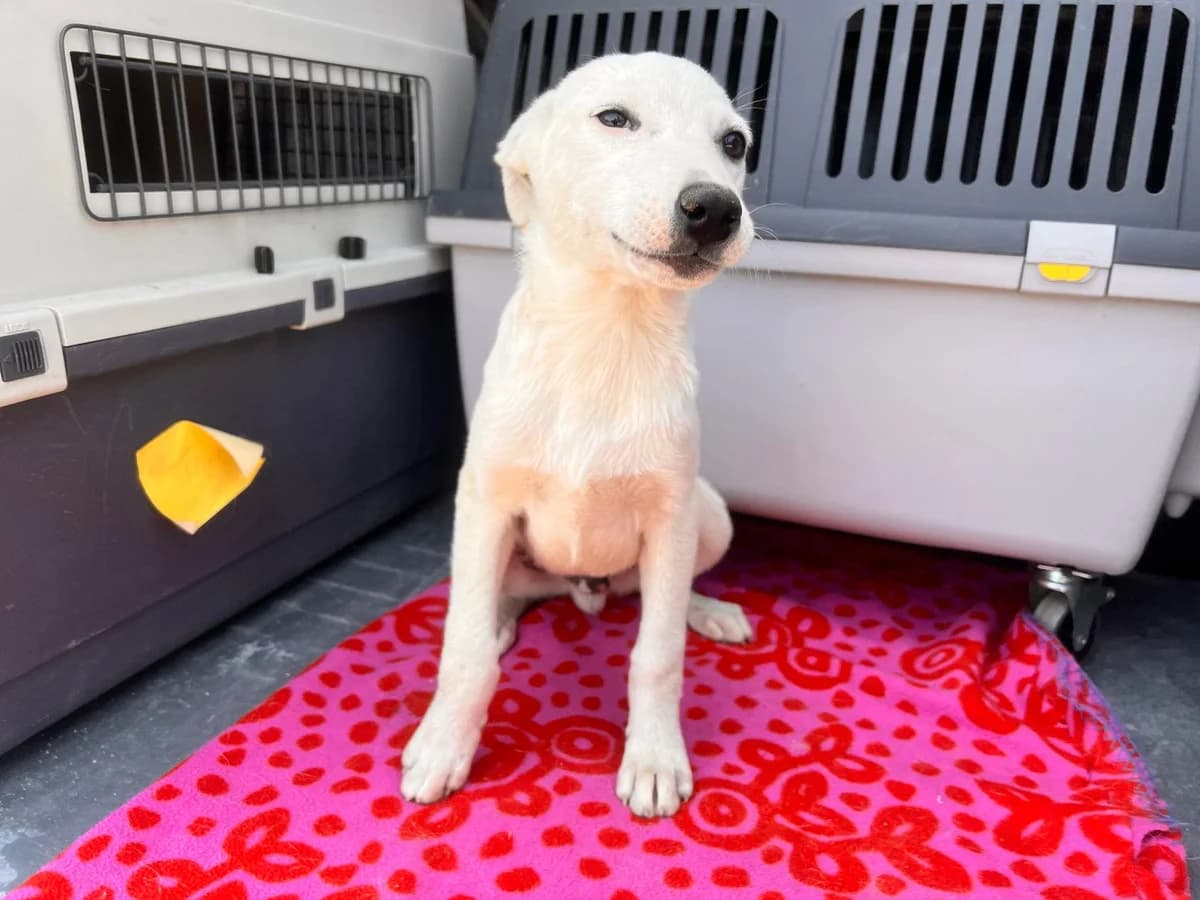 Koa, male puppy Mixed Breed for adoption at Ein Herz für Streuner e.V., München