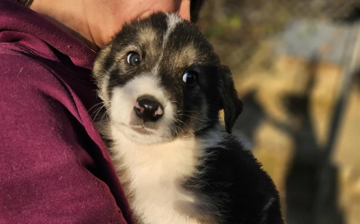 Koa, weiß male puppy Mixed Breed for adoption at Ein Herz für Streuner e.V., München