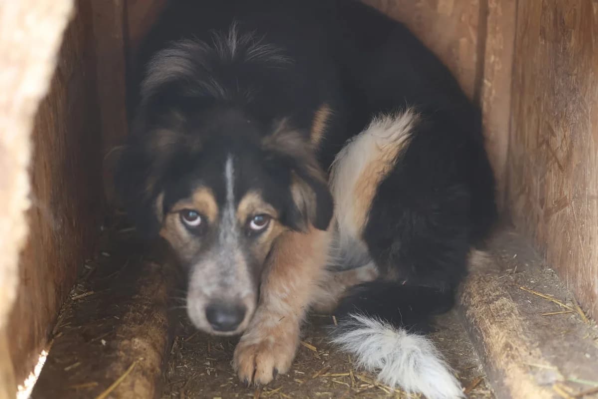 Koa, tricolor male young Mixed Breed for adoption at Ein Herz für Streuner e.V., München
