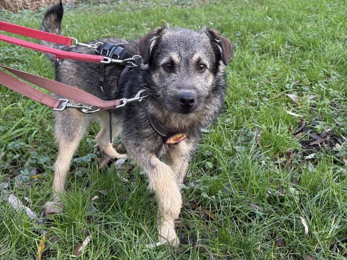 Kobe, male puppy Mixed Breed for adoption at Ein Herz für Streuner e.V., München