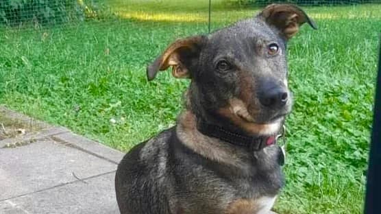 Koby, weiß female 5yo Mixed Breed for adoption at Ein Herz für Streuner e.V., München