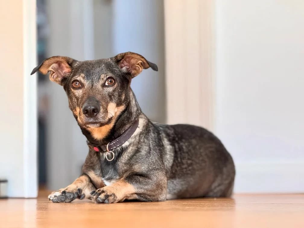 Koby, female 5yo Mixed Breed for adoption at Ein Herz für Streuner e.V., München