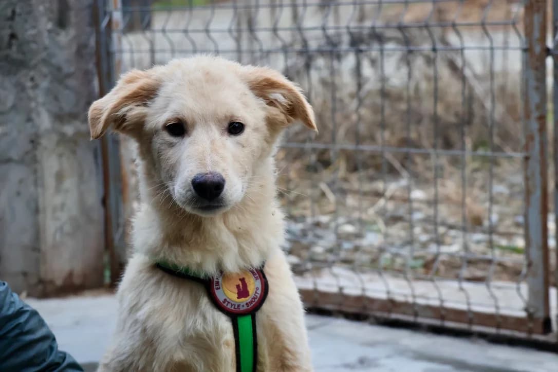 Koda, male puppy Mixed Breed for adoption at Ein Herz für Streuner e.V., München