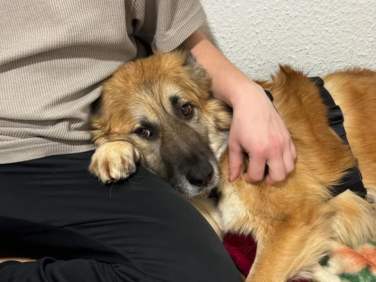 Koda, male 6yo Mixed Breed for adoption at Ein Herz für Streuner e.V., München