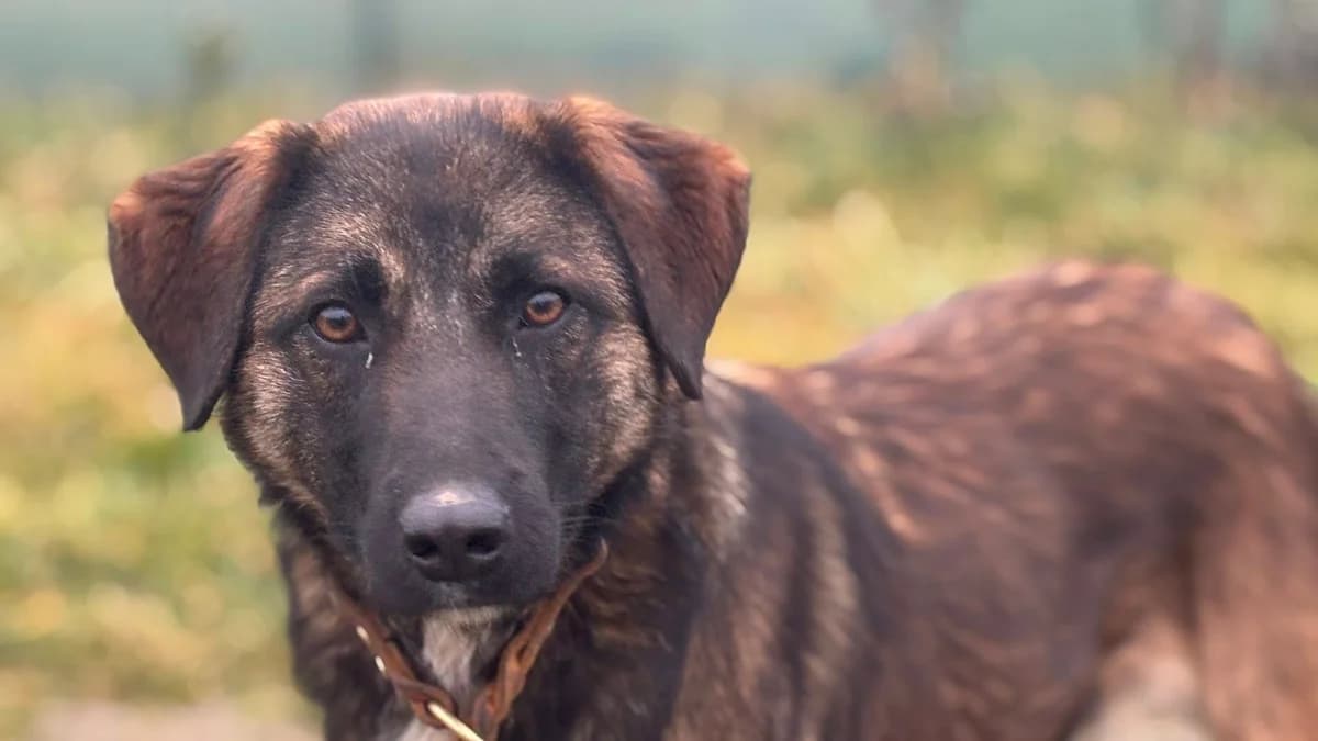 Kodi, weiß male young Mixed Breed for adoption at Ein Herz für Streuner e.V., München