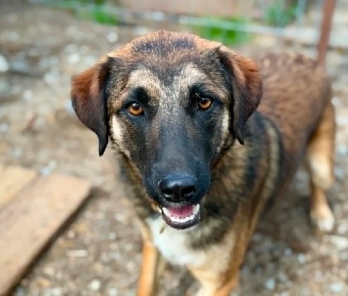 Kodi, weiß male young Mixed Breed for adoption at Ein Herz für Streuner e.V., München