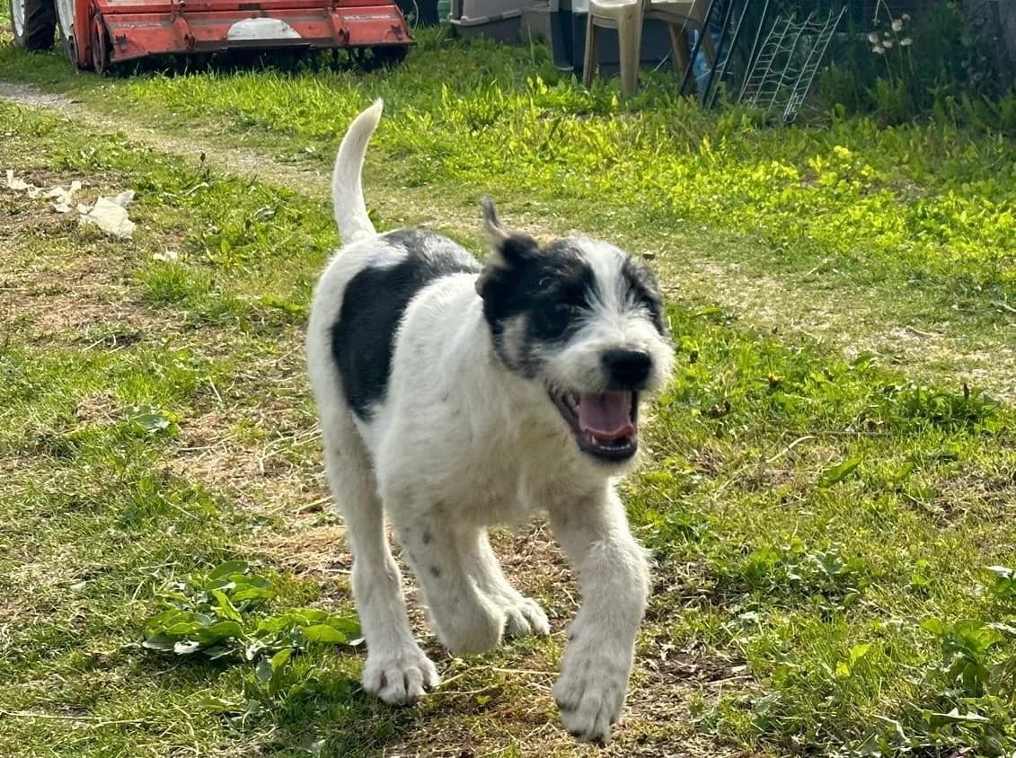 Kody, schwarz male puppy Mixed Breed for adoption at Ein Herz für Streuner e.V., München