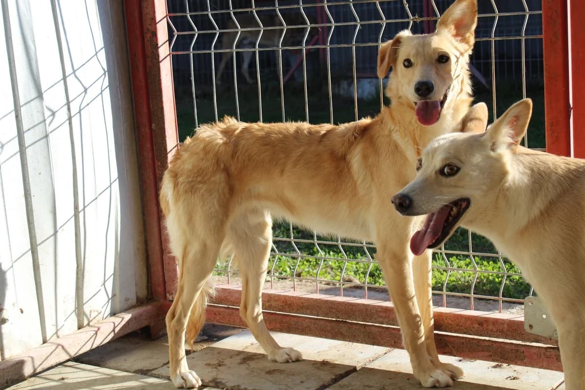 KÖBes, male young Mixed Breed for adoption at Ein Herz für Streuner e.V., München