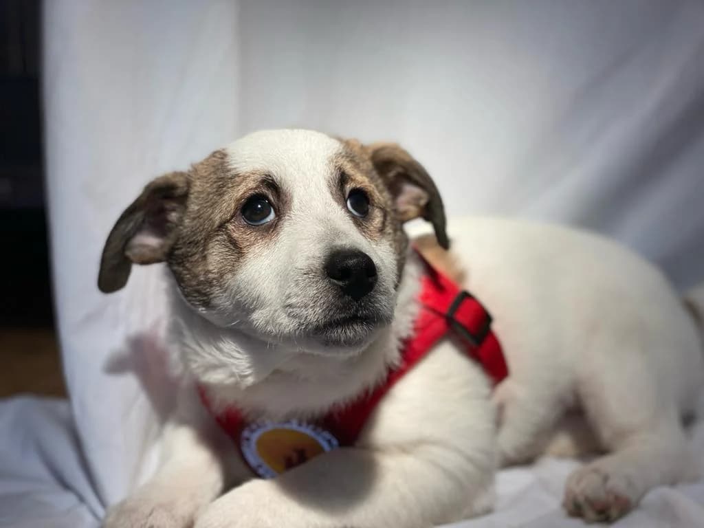 KÖNig Otto, male puppy Mixed Breed for adoption at Ein Herz für Streuner e.V., München