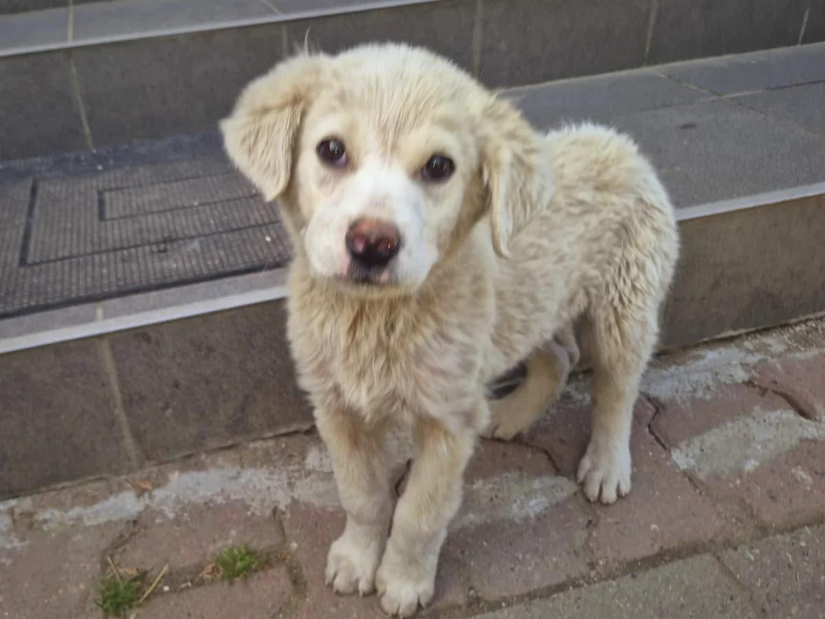 Kojo, beige male puppy Mixed Breed for adoption at Ein Herz für Streuner e.V., München