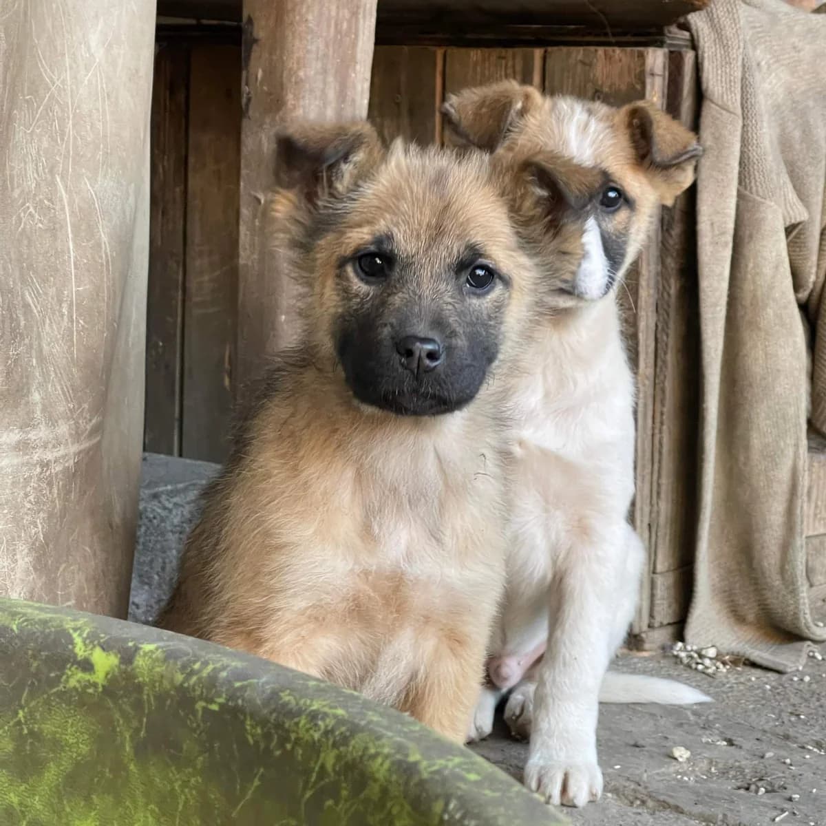 Koko, hellbraun female puppy Mixed Breed for adoption at Ein Herz für Streuner e.V., München