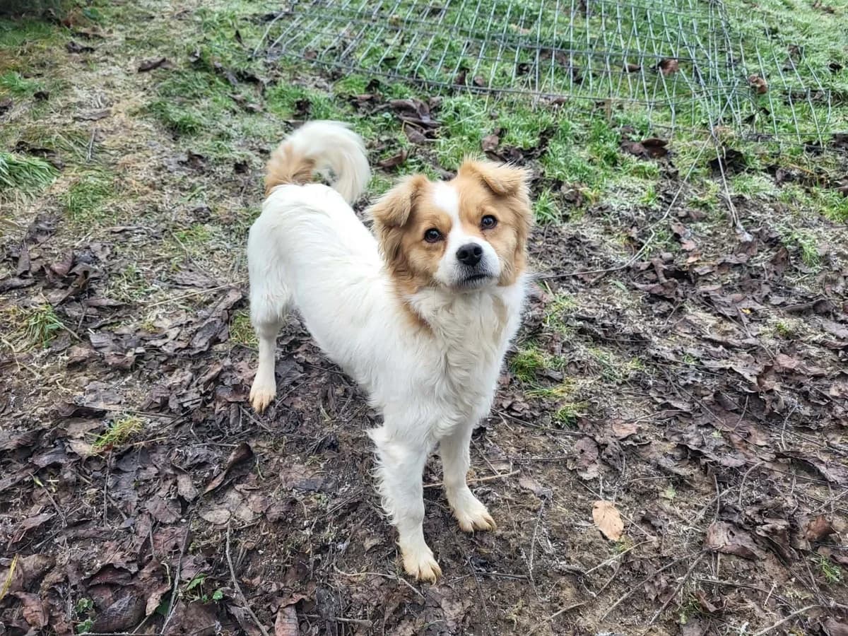 Koko, female young Mixed Breed for adoption at Ein Herz für Streuner e.V., München