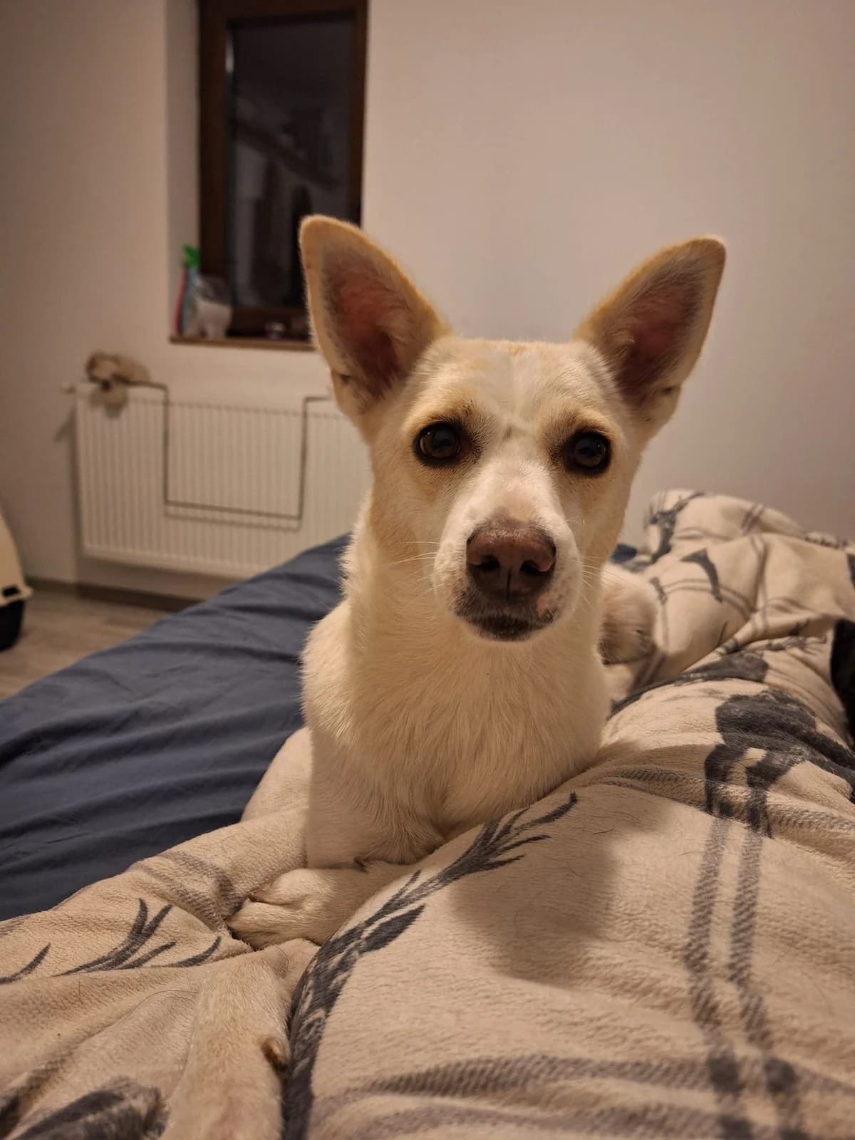 Koko, female 5yo Mixed Breed for adoption at Ein Herz für Streuner e.V., München