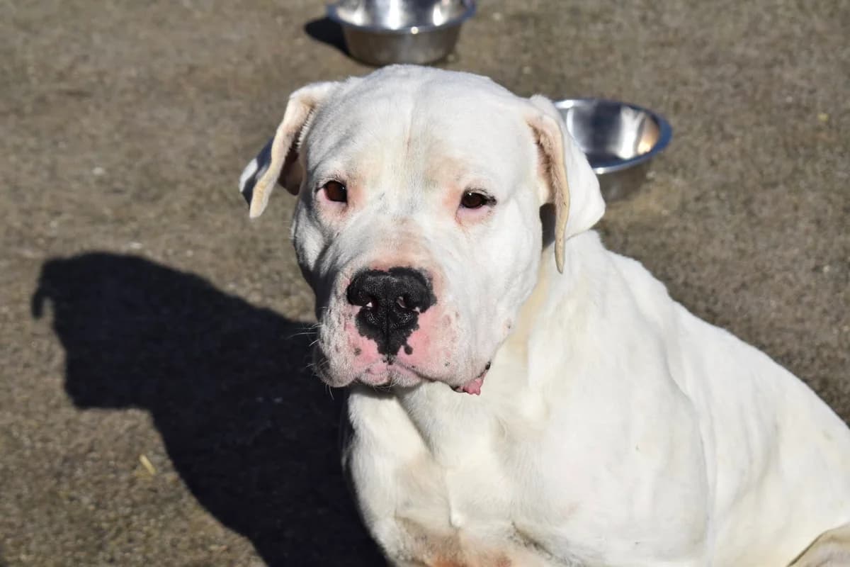 Kokoro, weiß male 3yo Mixed Breed for adoption at Ein Herz für Streuner e.V., München