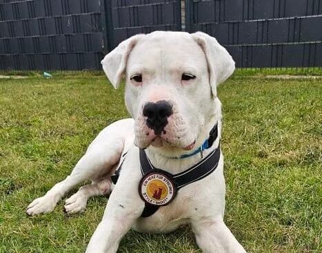 Kokoro, male 5yo Mixed Breed for adoption at Ein Herz für Streuner e.V., München