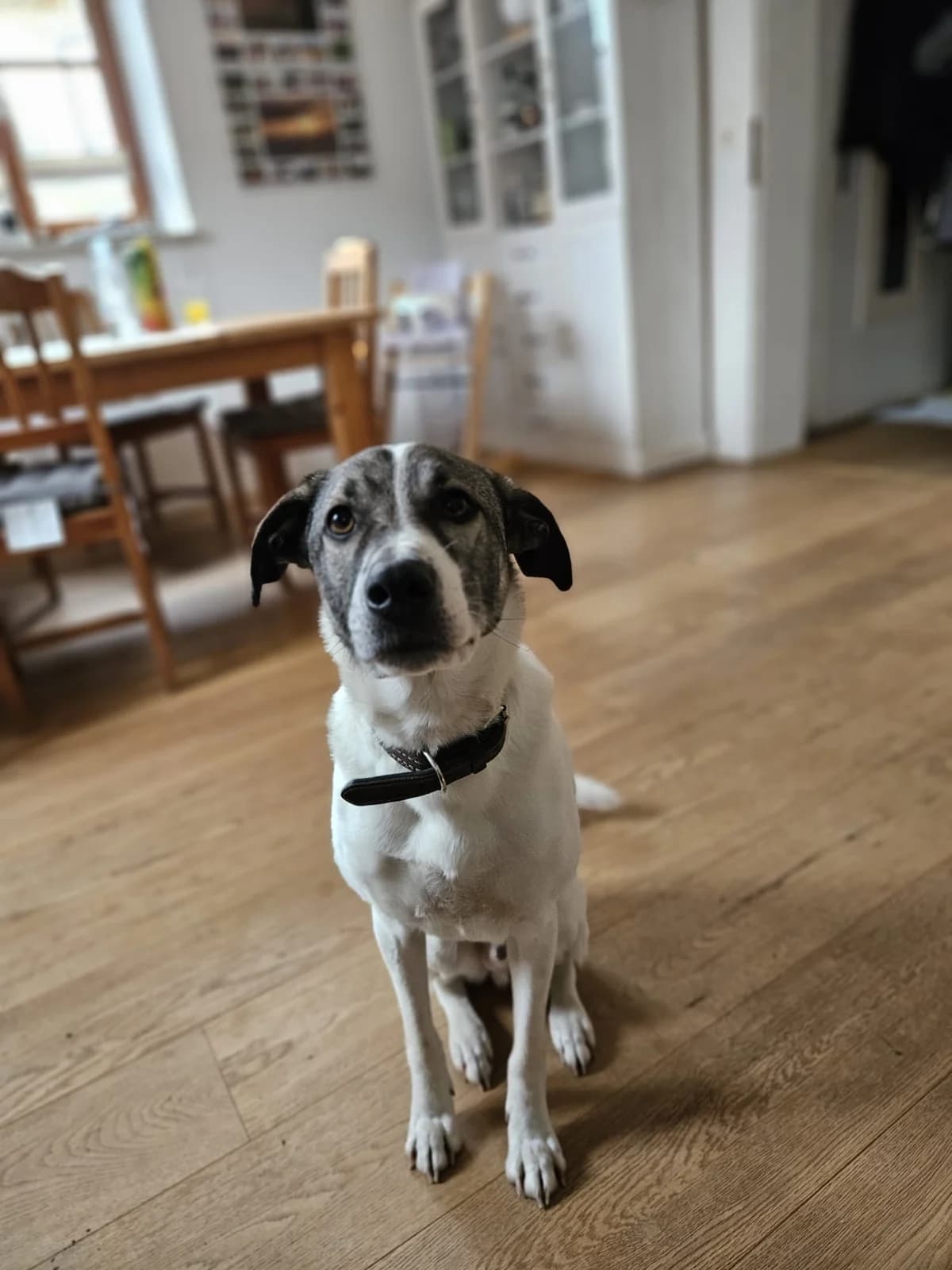 Kolja, male 3yo Mixed Breed for adoption at Ein Herz für Streuner e.V., München