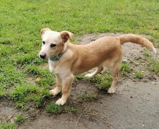 Kolja, male puppy Mixed Breed for adoption at Ein Herz für Streuner e.V., München