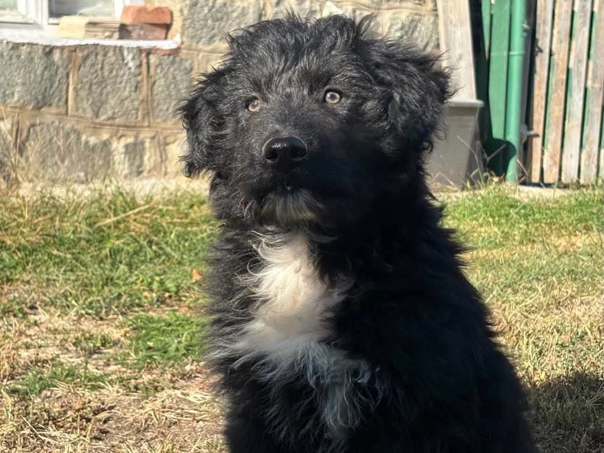 Kolja, male puppy Mixed Breed for adoption at Ein Herz für Streuner e.V., München