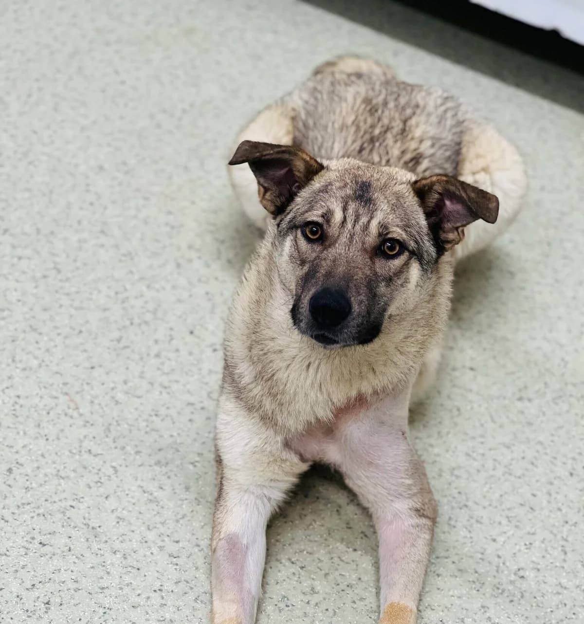 Konni, female puppy Mixed Breed for adoption at Ein Herz für Streuner e.V., München