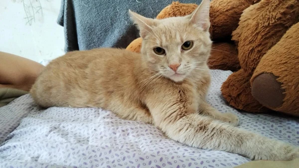 Konstantin, male 3yo Mixed Breed for adoption at Ein Herz für Streuner e.V., München
