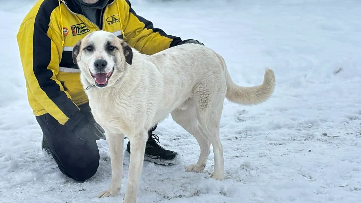 Koriander, male young Mixed Breed for adoption at Ein Herz für Streuner e.V., München