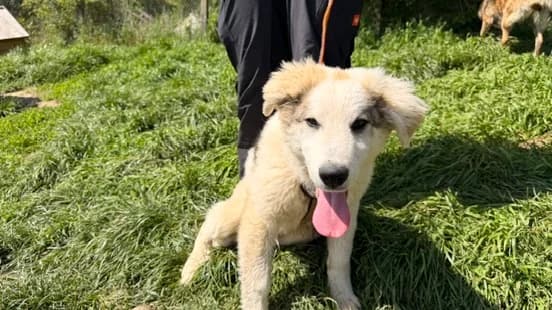 Kory, male puppy Mixed Breed for adoption at Ein Herz für Streuner e.V., München
