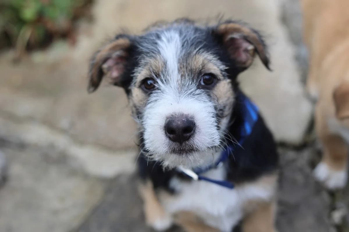 Kosmo, weiß male puppy Mixed Breed for adoption at Ein Herz für Streuner e.V., München