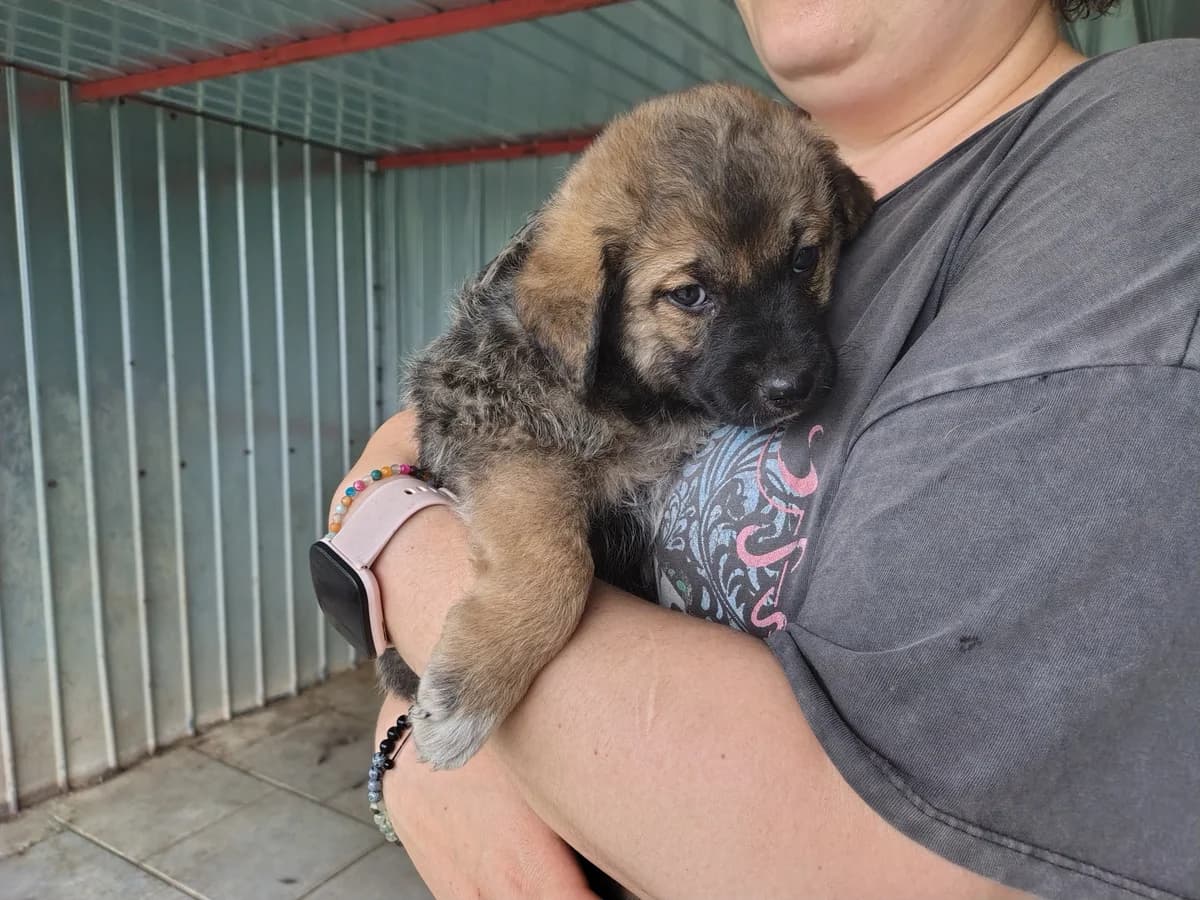 Kostar, male puppy Mixed Breed for adoption at Ein Herz für Streuner e.V., München