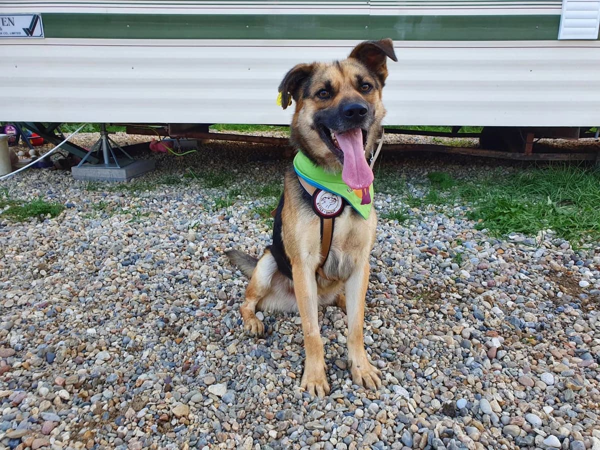 Kovo, male 5yo Mixed Breed for adoption at Ein Herz für Streuner e.V., München