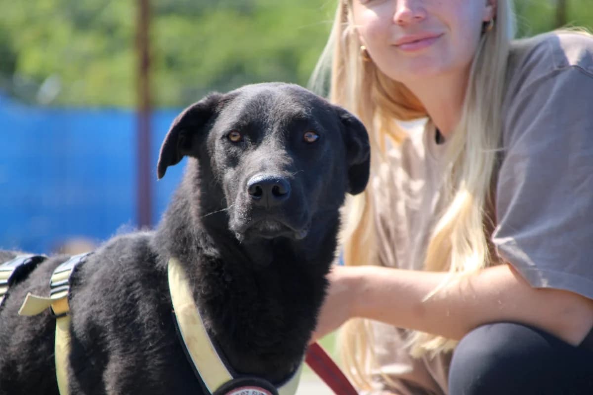 Kovu, male 5yo Mixed Breed for adoption at Ein Herz für Streuner e.V., München