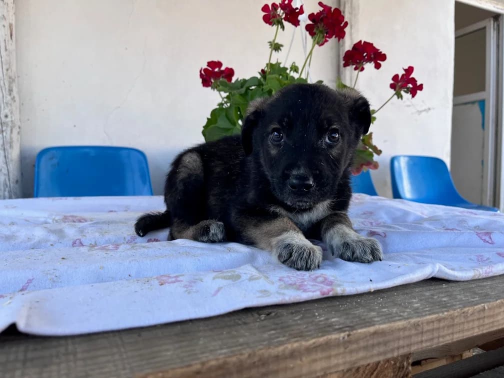 Krabat, male puppy Mixed Breed for adoption at Ein Herz für Streuner e.V., München